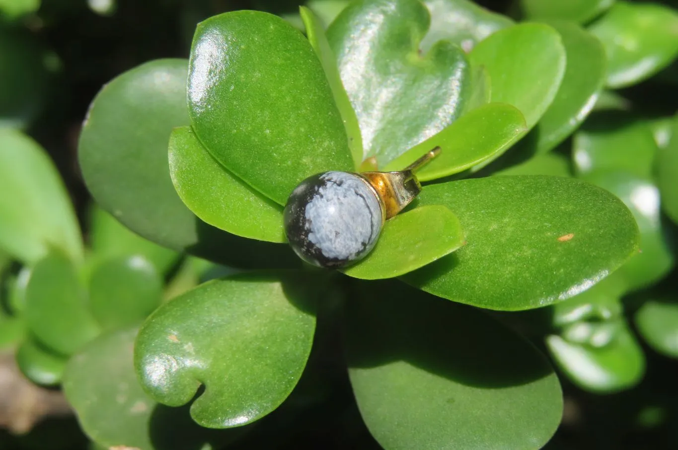 Polished Pair of Snowflake Obsidian Stud Earrings - sold per Pair - From Mexico